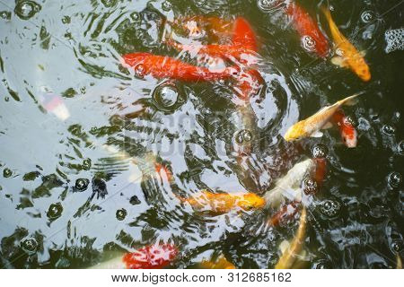 Beautiful Japan Carp Swimming In The Pond.