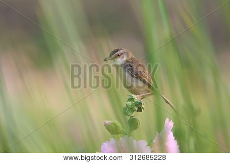 Close Up Cute Bird With Flowers In Nature