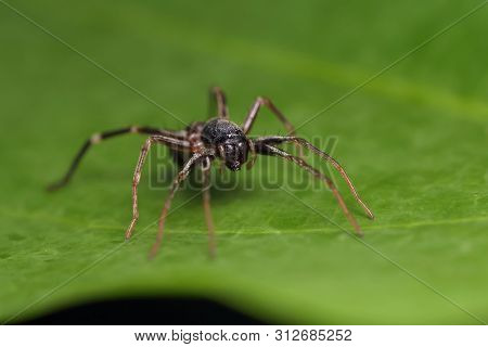 Spider On Green Leaf In Nature Outdoor