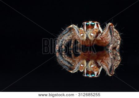 Jumping Spider On Black Background In Nature Outdoor