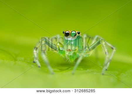 Jumping Spider On Green Leaf In Nature