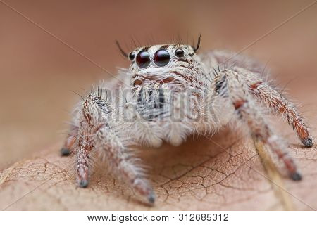 Jumping Spider On Orange Leaf In Nature Outdoor