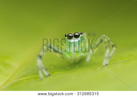 Jumping Spider On Green Leaf In Nature