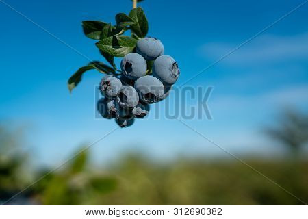 Fresh Organic Blueberries And Green Leaves Against Blue Sky In The Feild. Vancouver, Bc, Canada. U P