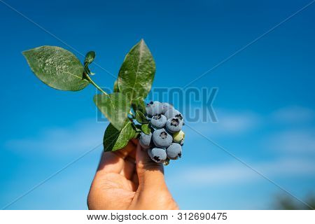 Hand Is Picking Fresh Blueberries Against Blue Sky. U Pick. Bc, Canada
