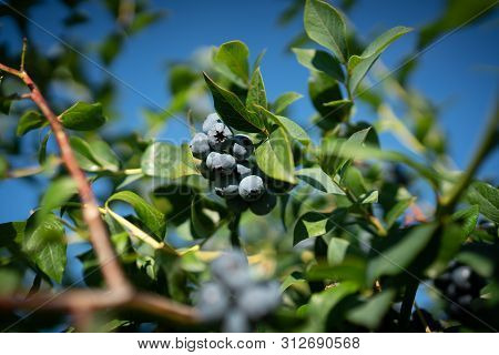 Fresh Organic Blueberries And Green Leaves In The U Pick Field. Bc, Canada