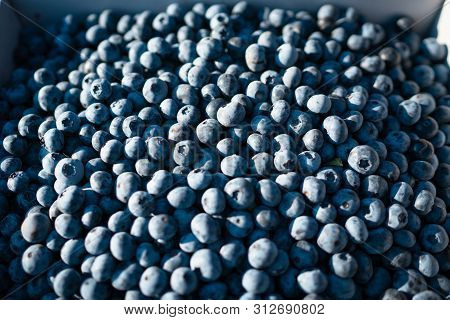 Fresh Organic Blueberries. U Pick. Bc, Canada