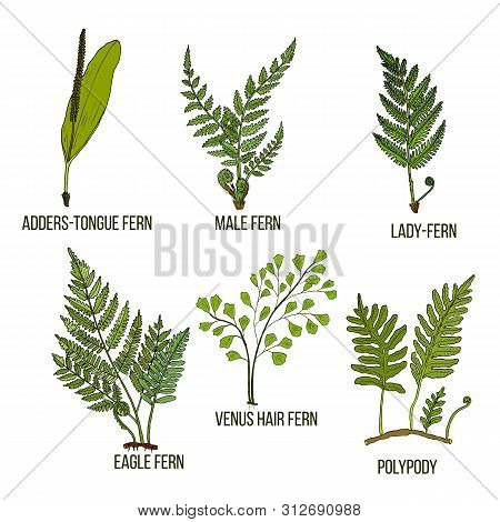 Forest Fern Set. Hand Drawn Vector Botanical Illustration