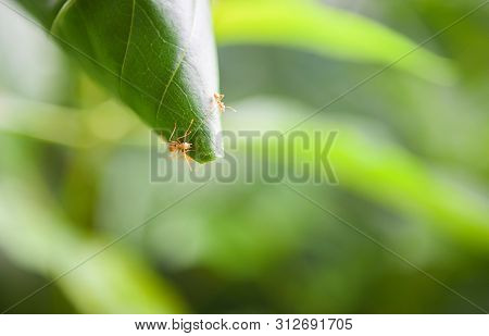 Ant Nest On The Tree / Red Ants Working Weaver Nest With Green Leaves On The Nature Forest On Summer