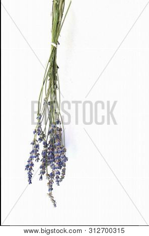 Lavender Flower Bouque Drying In The Sunlight