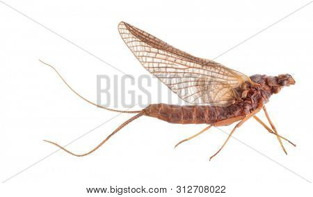 brown shadfly isolated on white background