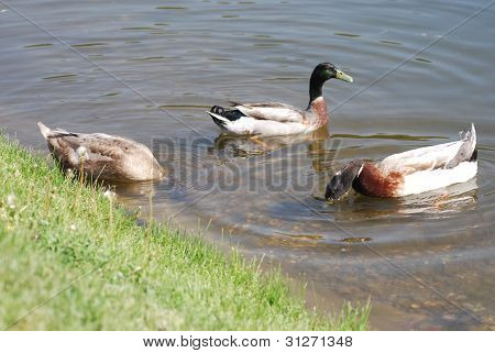 Flytande gräsand