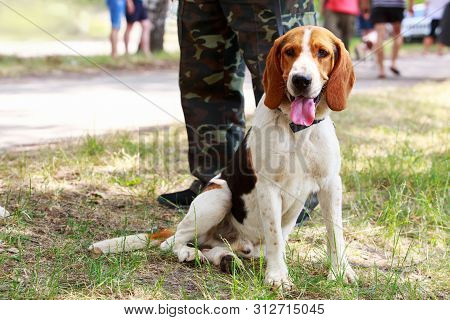 The Dog Breed Anglo-russian Hound In A Public Park