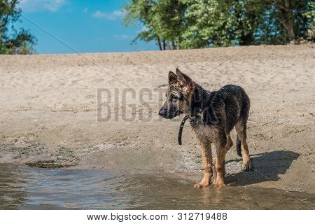 Puppy German Shepherd Is Wet On The Sandy Shore After Swimming In The River. The Concept Of Playing 