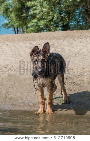 Puppy German Shepherd Is Wet On The Sandy Shore After Swimming In The River And Looks Into The Frame