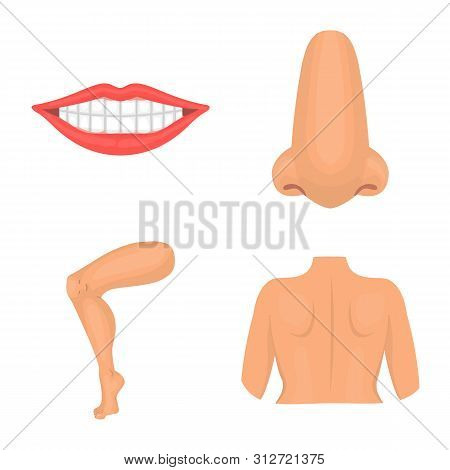 Vector Illustration Of Body And Part Icon. Collection Of Body And Anatomy Stock Symbol For Web.