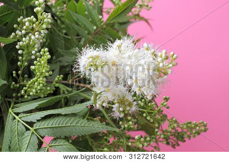 Bright White Flowers (sorbaria Sorbifolia) On A Pink Background, Beautiful Thin Stamens. Natural Col