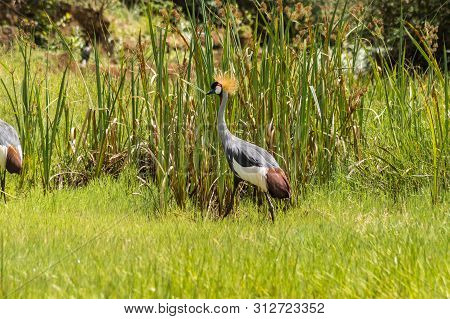 Two Royale Cranes In A Grass And Reed Meadow Near The City Of Thika In Central Kenya