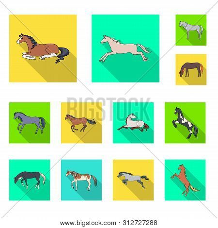 Vector Illustration Of Breed And Equestrian Symbol. Set Of Breed And Mare Vector Icon For Stock.