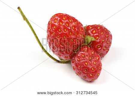 Ugly Organic Heirloom Home Grown Strawberries Isolated On White Background. Juicy Sweet Red Heiroom 