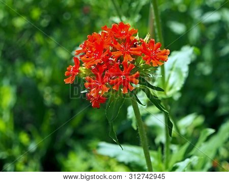 Bright Red Flower With Buds In The Shape Of A Ball With The Name Lychnis Maltese Cross On A Bright G