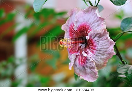 Trooppinen Hibiscus Tylene