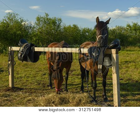 Several Horses Are Standing Near The Hitching Post In Summer Day.
