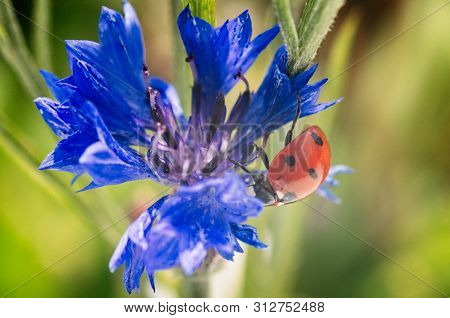 Close Up Of A Beetle 7-dot Ladybug On The Blossom Of A Cornflower With Blurred Background