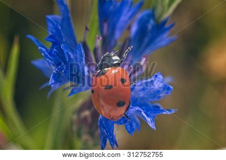 Close Up Of A Beetle 7-dot Ladybug On The Blossom Of A Cornflower With Blurred Background