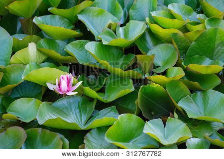 Water Nymphal Lily Flower And Green Leaves.