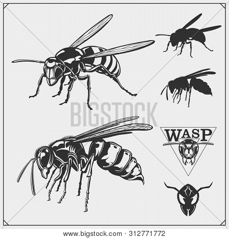 Wasp1.eps