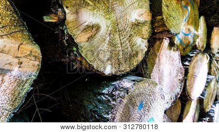 Macro Shot Of A Stack Of Roundwood