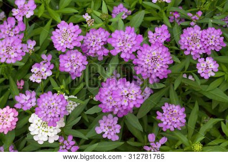 Purple Flowers With Green Leaves In The Garden. Iberis Linifolia