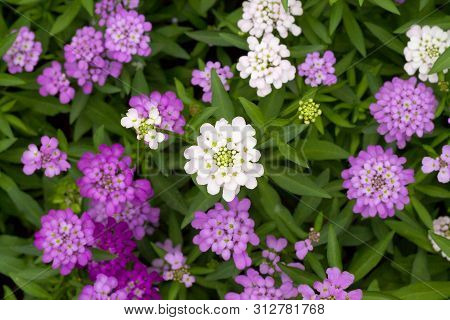 Purple Flowers With Green Leaves In The Garden. Iberis Linifolia
