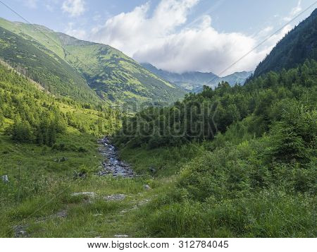 Beautiful Mountain Landscape With Stream Smrecianka Creek Grass, Spruce Trees, Dwarf Scrub Pine And 