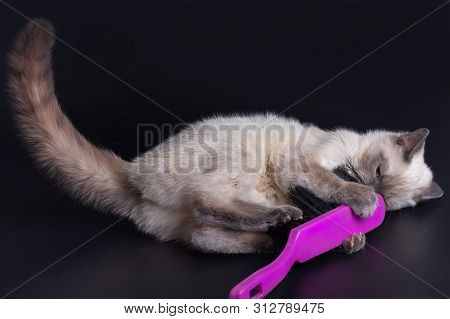 Thai Light Kitten Playing With A Large Bright Purple Brush For Cleaning