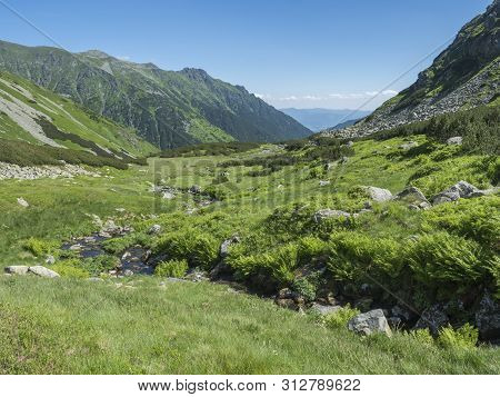 Beautiful Mountain Landscape With Water Stream Creek, Lush Grass, Spruce Trees, Dwarf Scrub Pine And