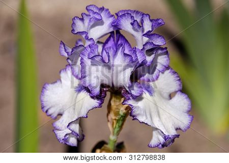 Close-up Of Flower Petals Bearded Iris, Classic Look Variety