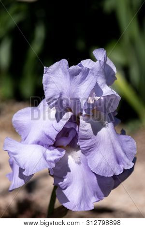 Close-up Of Flower Petals Bearded Iris, Harvest Splender Variety
