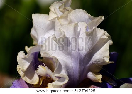 Close-up Of White Petal Of A Flower Bearded Iris, Wabash Grade