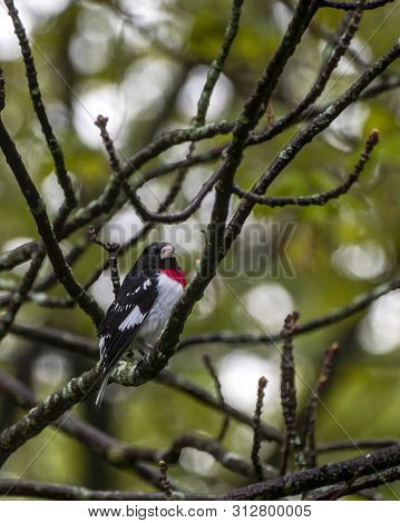 Male Rose-breasted Grosbeak Perched On Branch Of Tree In Spring