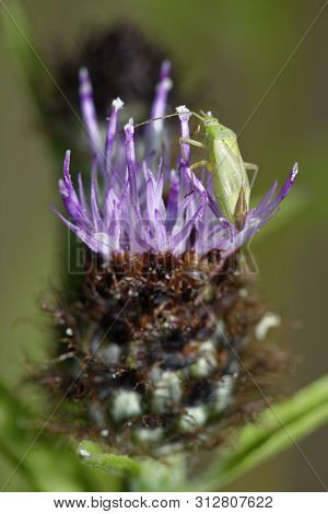 Potato Capsid Bug - Closterotomus Norwegicus
On Common Or Black Knapweed - Centaurea