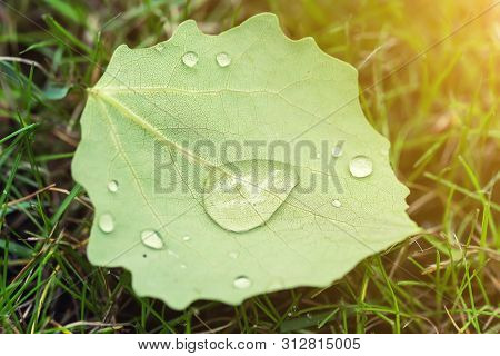 Close-up Fallen Leave With Big Water Drops Of Dew Or After Rain On Green Grass Lawm. First Fallen Le
