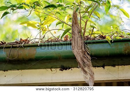 A Blocked Up House Gutter Filled With Leaves And Branches And Rendered Ineffectual In Draining Off R