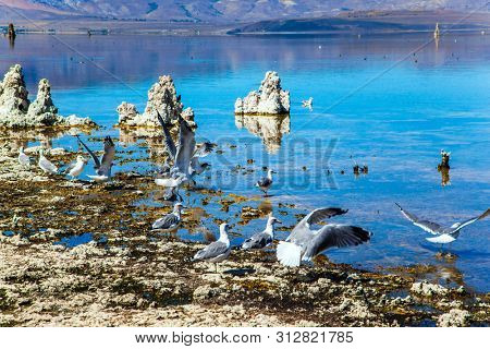 Evening by the lake Mono Lake. Great number of various birds nest on coast of the lake. The concept of active, ecological, exotic and photo tourism