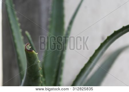 Maguey Or Agave  Out Of Focus With Gray Background