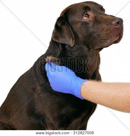 Grooming Undercoat Dogs. Labrador Retriever And Veterinarian In Blue Gloves. Concept Hygiene And Car