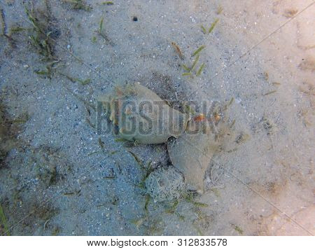 Queen Conch, (strombus Gigas), Male Mounting The Female As They Begin To Mate , Singer Island, Flori