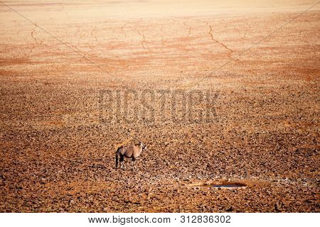 High angle view of oryx antelope near waterhole in Namib desert