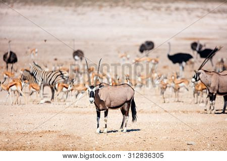 Oryx, zebra, springbok herds and ostriches at Nebrownii waterhole in Etosha Namibia